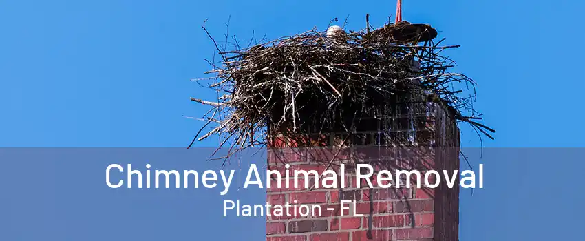 Chimney Animal Removal Plantation - FL